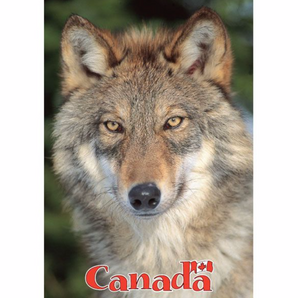 Postcard 5x7, Timber Wolf, Canada General