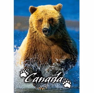 Postcard 5x7, Grizzly Bear, Canada General
