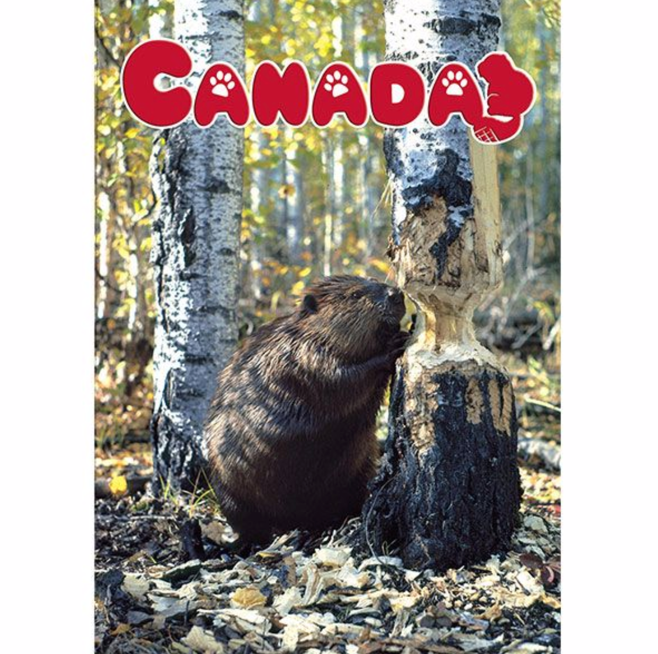 Postcard 5x7, Beaver, Canada General