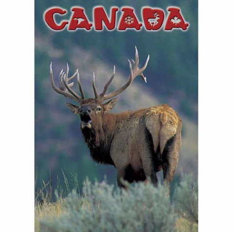 Postcard 5x7, Rocky mountain Elk, Canada General