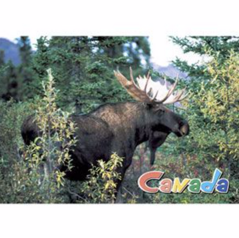 Postcard 5x7, Moose, Canada General