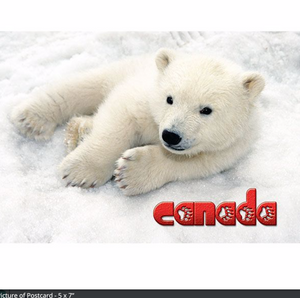 Postcard 5x7, Polar bear cub, Canada General