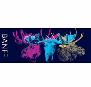 Moose, Quadratone Design, colourful, Banff